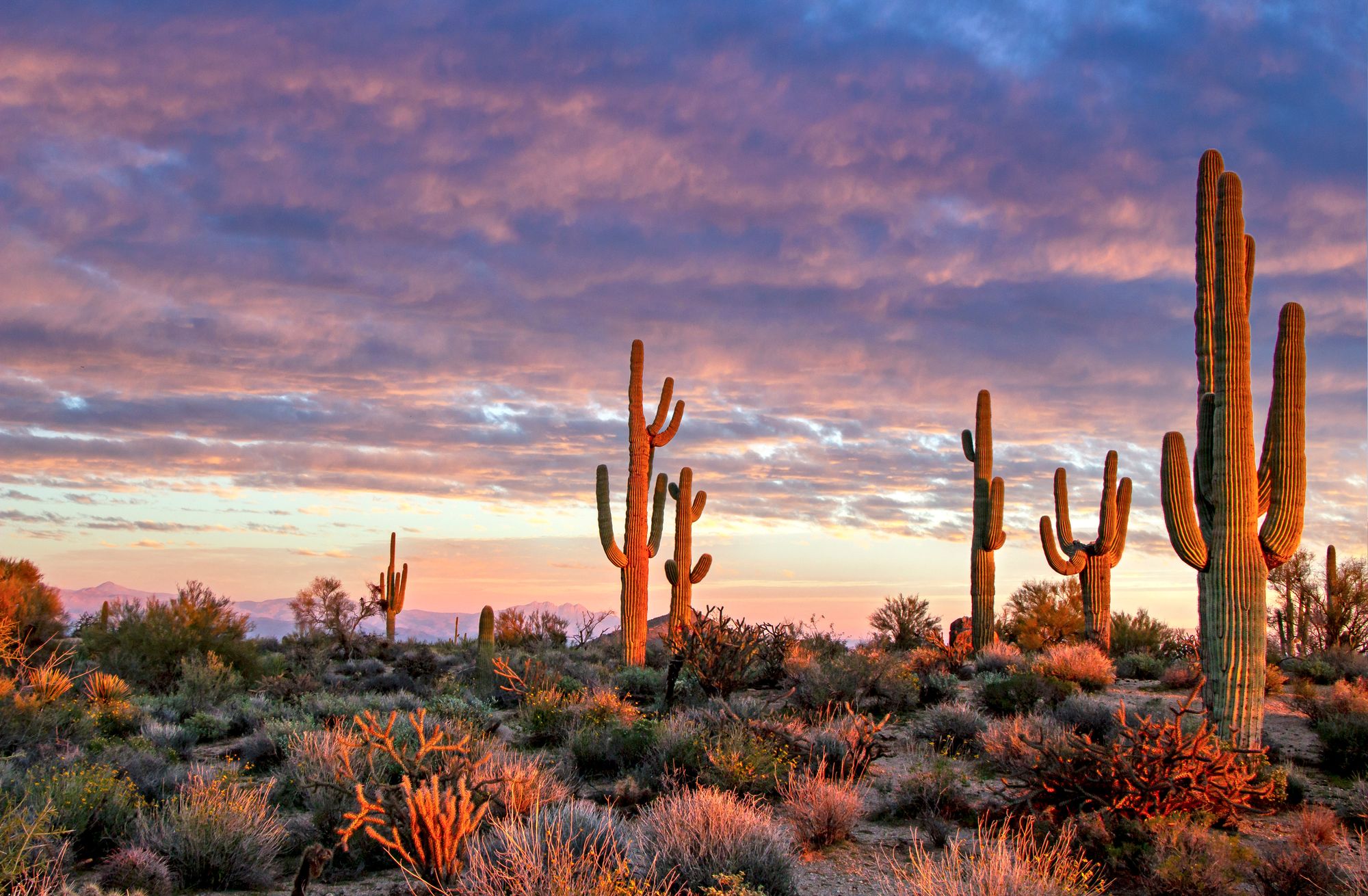 Saguaro cacti in a desert landscape during sunset, with colorful clouds and distant mountains creating a serene backdrop in San Tan Valley, AZ